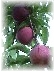 Ripe Santa Rosa plums